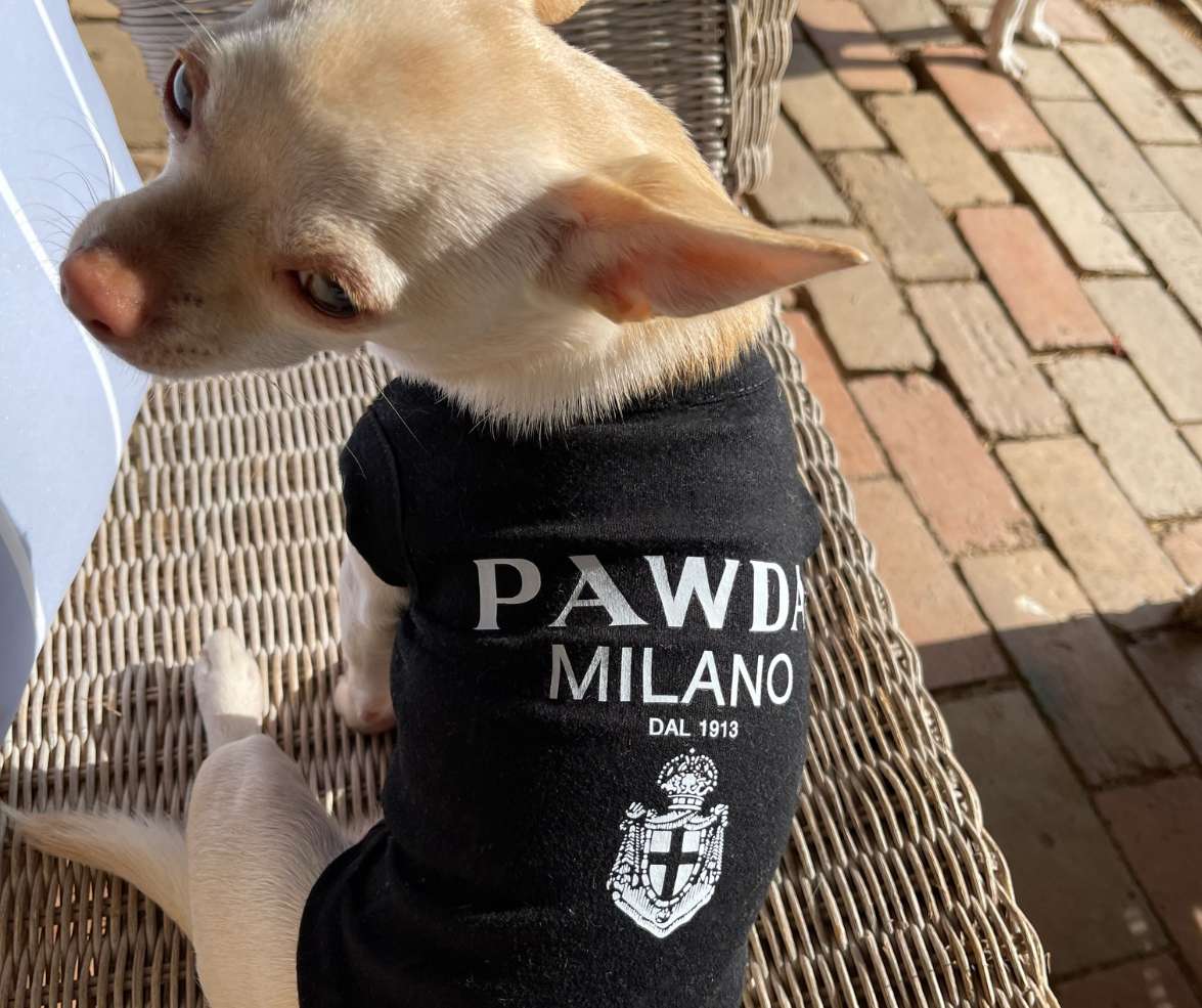 Pawda Black Dog And Puppy Tshirt, Pawda Pet Clothing