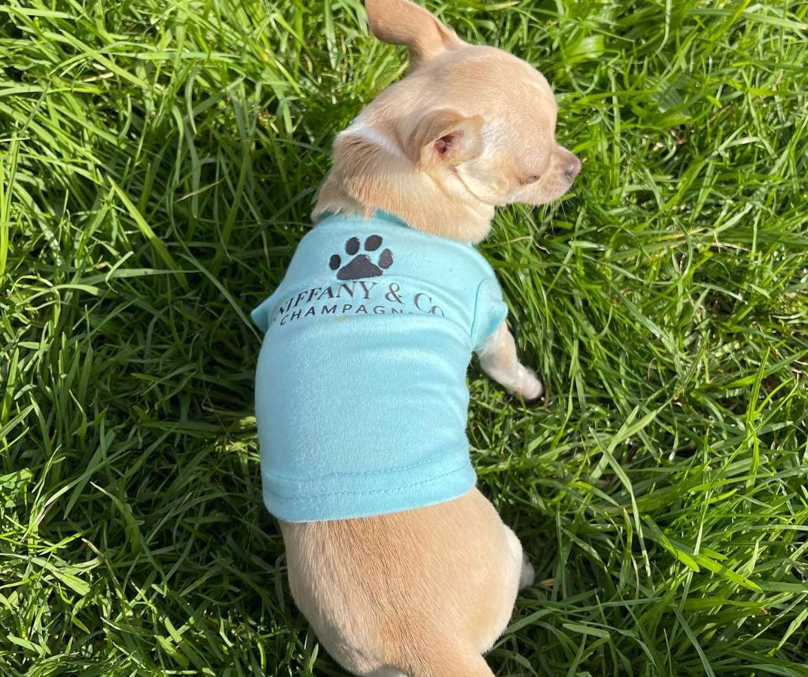 Puppy Wearing Designer Dog Clothes Blue Sniffany and Co Tshirt